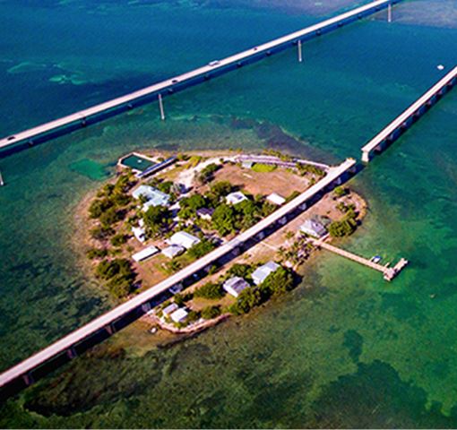 Plant surrounded by water